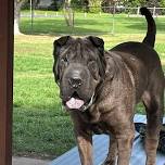 Stanthorpe Shar pei Get Together & info day