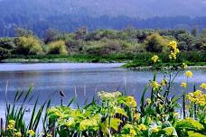 Plant Walk at the Arcata Marsh with Susan Marie