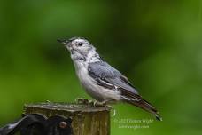 Backyard Birds