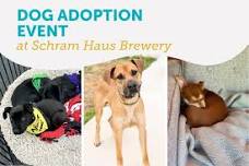 Dog Adoption Event at Schram Haus Brewery — Carver Scott Humane Society