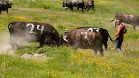 Alpine processions and cow fights on the Triftalp