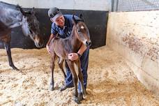 Equine First Aid Workshop