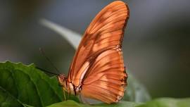 Wings of Summer Butterfly House