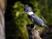 Second Saturday Bird Walk