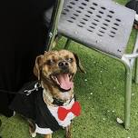 Bayside Pet Resorts' Dog Prom