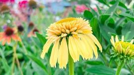 Make a Perennial Container