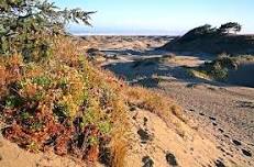 Ferns in the Dunes