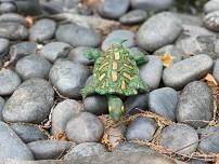 Polymer Clay Turtles