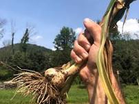 Garlic Pulling Field Day