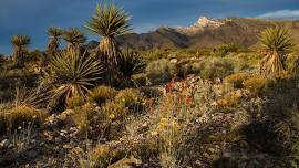 Spring Photography in Gold Butte Nat’l Monument, NV (3 days)