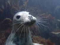 Lundy Island, Diving with Seals!