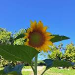 The Garden Gateway - Summer Farm Retreat