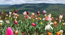 Waste Management of Nevada County Green Waste FREE Day