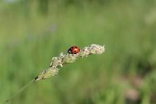 Observing, Collecting, and Preserving Insects | Sustainability & Nature Lecture Series