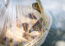 17th Annual Butterfly Release