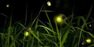 Harihar Fireflies Trek