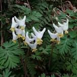 Native Species Day Hike