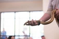 Snake Education with a Twist