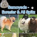 ‼️SAMOYEDS - EURASIERS- ALL SPITZ‼️ BREED MEET UP ❤️