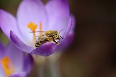 Beekeeping for Beginners