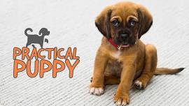 Practical Puppy Training Course