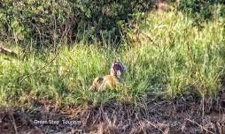 Tadoba calling - the largest & oldest National Park in Maharashtra