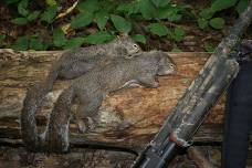 Mentored Squirrel Hunt