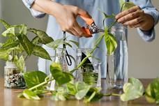 Plant Propagation - Must pre-register 419-947-1070