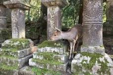 Half-Day Private Guided Tour to Nara City