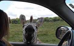 Lake Hartwell Wildlife Safari