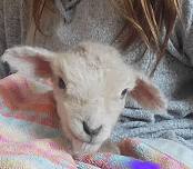 Meet the Lambs and Chicks with Momma Farmer