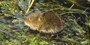 Water Vole Survey Techniques