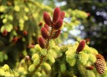 Conifer Tips