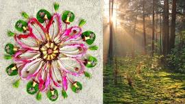 Forest Bathing and Nature Mandala