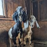 Farmhand Helpers