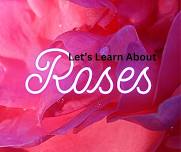 Roses: hints & tricks to grow beautiful roses