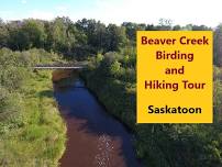 Beaver Creek 2-hour Birdwatching Tour 2024