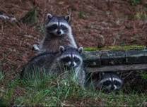 Keeping Varmints at Bay, Part 2: Rats and Raccoons