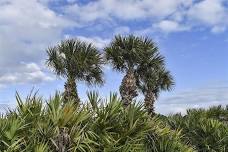 EcoWalk: Unique Preserves of Sarasota County - Lemon Bay Park