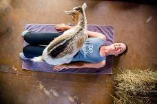 Goat Yoga & Wine