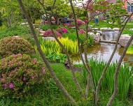 Photo Walk at Rabkin Japanese Gardens