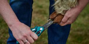 Alpaca Husbandry Course  6th July 2024