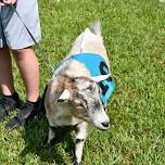 15th Annual Fernbrook Derby Goat Race