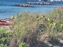 Kayak/Paddleboard Snorkeling - Peanut Island