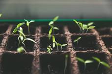 Fenland Seed Swap at Whittlesey Library