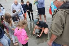 OAK (Outdoor Adventure Kids) - Horseshoe Crab Tagging