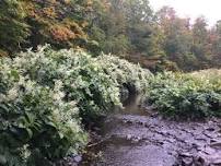 Japanese Knotweed Workshop at the Emerson — Catskill Center