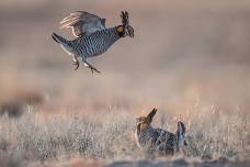 Guided Prairie Chicken Viewing Tours