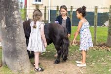 Animal Experience Session + Pony Ride - 10 SPACES