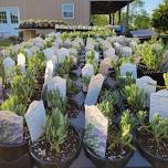 Lavender Plants and Perennials Sale